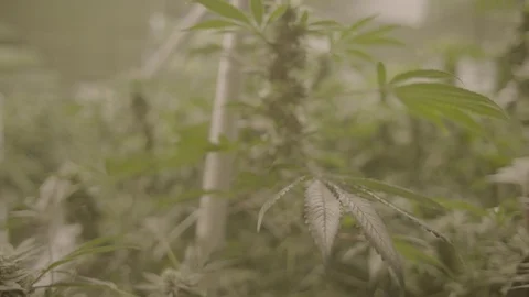 Indoor Marijuana Growing Facility  Vídeos de archivo 80203041