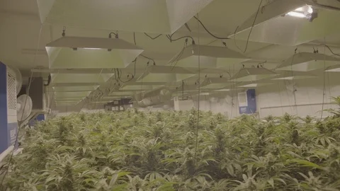 Indoor Marijuana Growing Facility  Vídeos de archivo 80205002