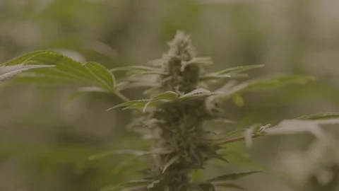 Indoor Marijuana Growing Facility  Vídeos de archivo 80205158