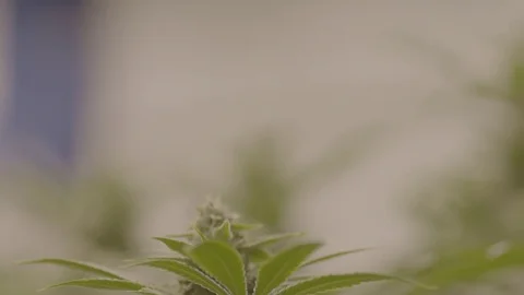 Indoor Marijuana Growing Facility  Vídeos de archivo 80205953