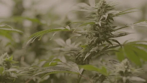 Indoor Marijuana Growing Facility  Vídeos de archivo 80206006