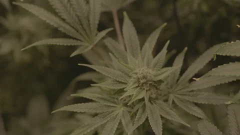 Indoor Marijuana Growing Facility  Vídeos de archivo 80206187