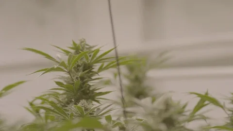 Indoor Marijuana Growing Facility  Vídeos de archivo 80206494
