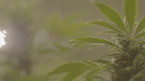 Indoor Marijuana Growing Facility  Vídeos de archivo 80206521