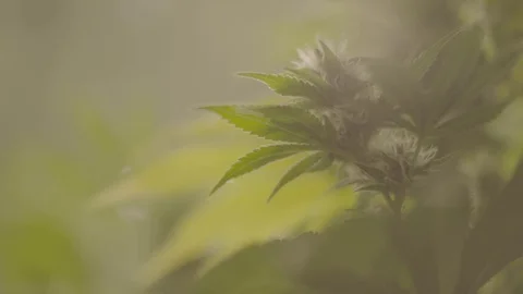 Indoor Marijuana Growing Facility  Vídeos de archivo 80207107