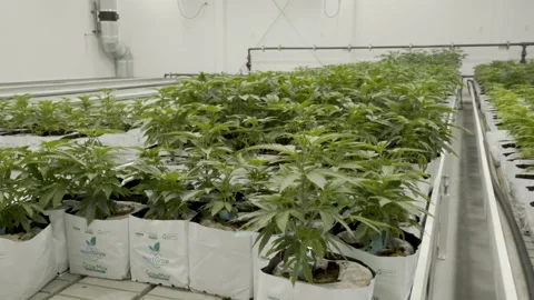 Indoor Marijuana Growing Facility 库存影片 145997182