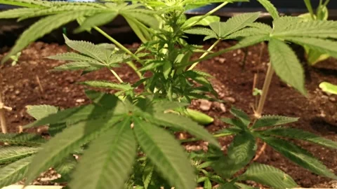 Indoor marijuana tree's close up plus tilt down shot Stock Footage 219778802
