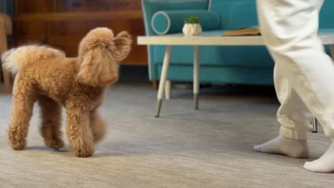 Indoor midsequence of small apricot poodle interacting with person stepping Stock Footage 338055180