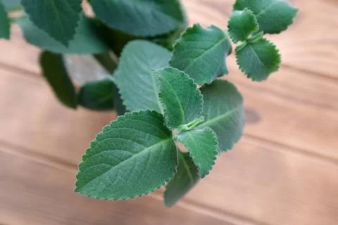 Indoor mint on a tree. Blurred background Stock Photos