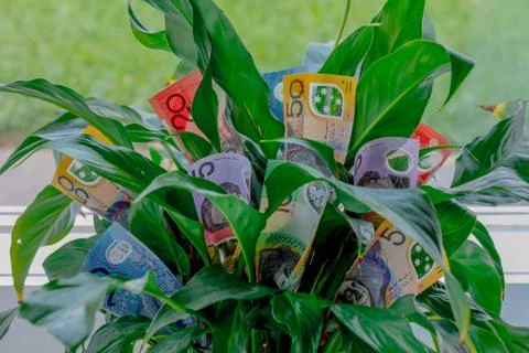 Indoor Money Plant Stockfoto's