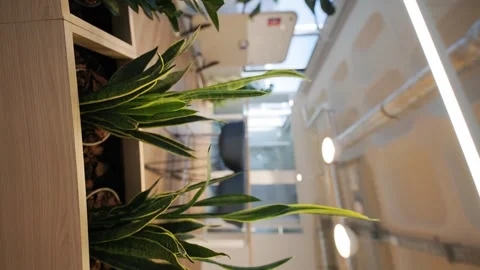 Indoor office space featuring green plants in wooden planter boxes, showcasing a Stock Footage 335945768