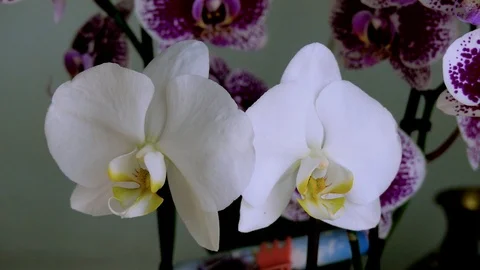 Indoor Orchids Stock Footage 91819247