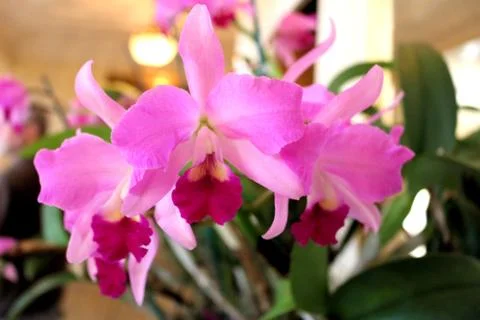 Indoor Orchids Foto stock