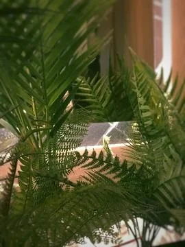 Indoor palms Stock Photos