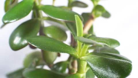 Indoor plant close-up. Camera movement from top to bottom. Stock Footage 101479299