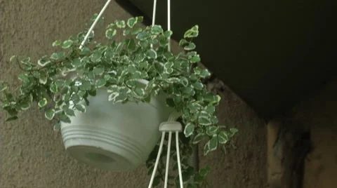 Indoor Plant Stock Footage 57943328