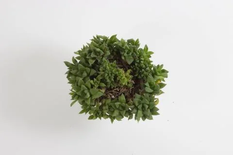 Indoor plant Stock Photos