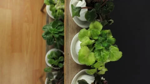 Indoor plant in a pot, different types. Green office plant, home decor Stock Footage 232266122