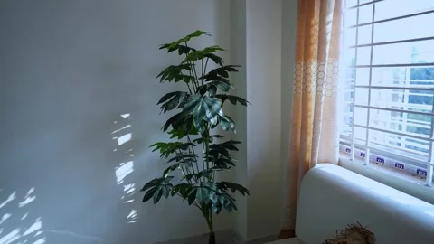 Indoor Plant by Sunlit Window, A potted plant with large green leaves place.. Stock Footage 304875705