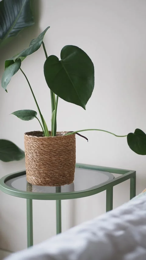 Indoor plant on a table with soft light in the background Stock Footage 340543614
