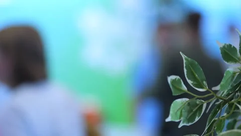 Indoor plant with variegated leaves in sharp focus Stock Footage 345400087