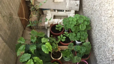 Indoor plants Stock Footage 156332009