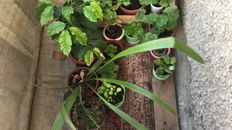 Indoor plants Stock Footage 156332045