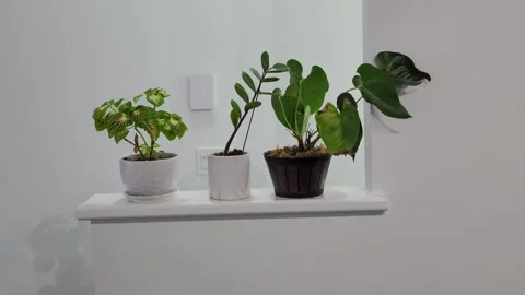 Indoor plants Video stock 263957381