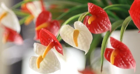 Indoor plants at Home Stock Footage 99527747