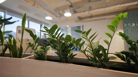 Indoor plants in modern office setting transition from close-up to wider view Stock Footage 335945522