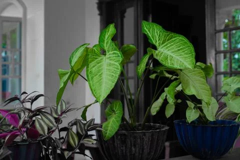 Indoor plants Stock Photos