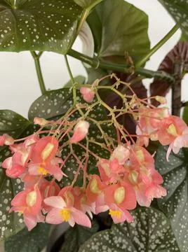 Indoor plants Foto stock