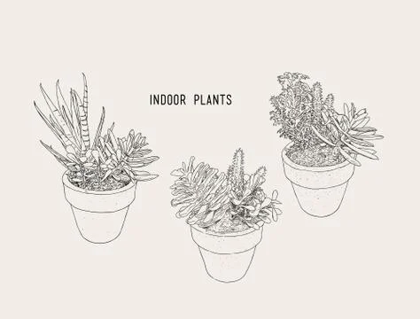 Indoor plants in pots Stock Illustration