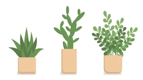 Indoor plants in rectangular pots on a white background . A set of vector Stock Illustration