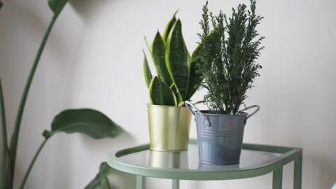 Indoor plants on a small table in a simple room Stock Footage 329657627