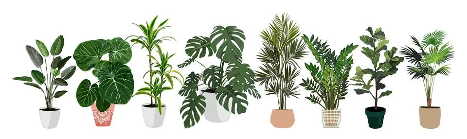 Indoor plants vector illustrations set on white. Stock Illustration