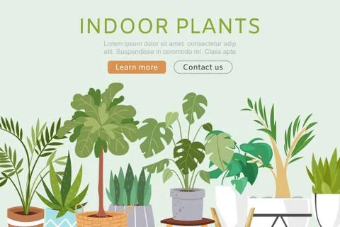 Indoor plants vector web template illustration. Plants, cactus, monstera Stock Illustration
