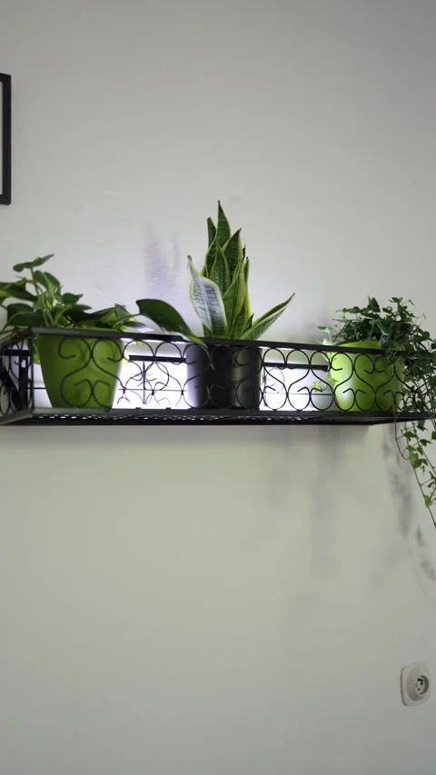 Indoor plants on wall shelf Stock Footage 336927623