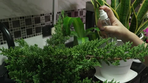 Indoor Potted Evergreens Being Sprayed with Clear Mist Bottle Stock Footage 339077153