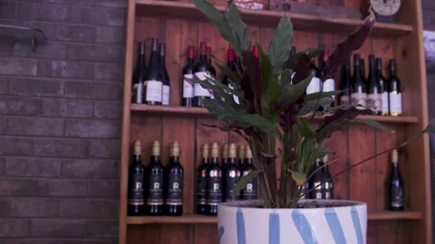 Indoor Potted Plant In Front Of Wine Bottle Shelf In Australian Bar Stock Footage 340594845