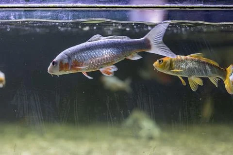 Indoor rectangular aquarium filled with cool blue water, housing two goldfi.. Stock Photos