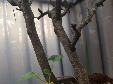 Indoor Sapling Growth Stock Photos