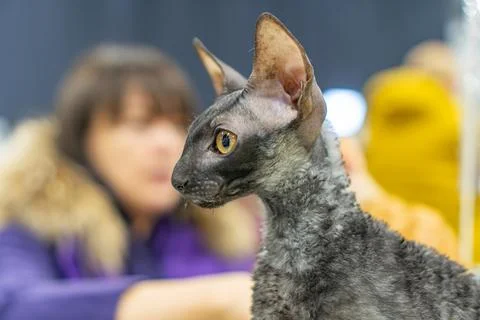 Indoor scene with Cornish Rex cat hairless, yellow eyes and blurred human f.. Stock Photos