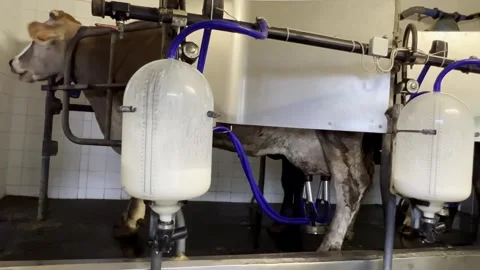 Indoor scene of cow connected to automatic milking machine Stock Footage 279841373