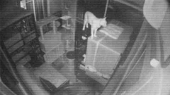 Spray Paint Vandalizes Surveillance Came, Stock Video