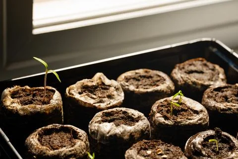 Indoor Seedling Tray Window Light, Home Gardening Plant Growth Setup Stock Photos