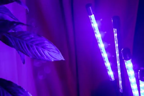 An indoor setup using an LED grow light to help houseplants grow. Hobby Stock Photos