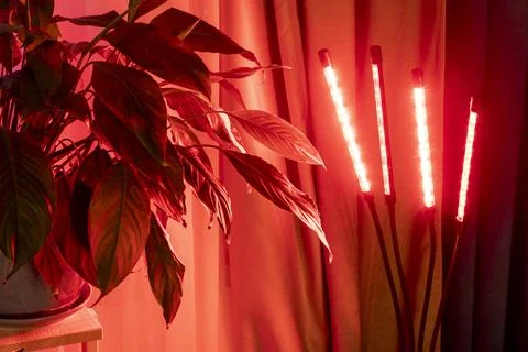 An indoor setup using an LED grow light to help houseplants grow. Hobby Stock Photos