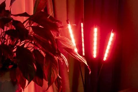 An indoor setup using an LED grow light to help houseplants grow. Hobby Stock Photos