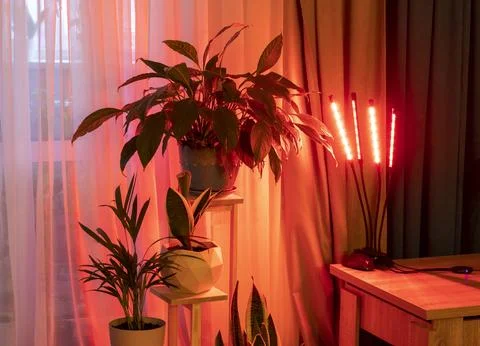 An indoor setup using an LED grow light to help houseplants grow. Hobby Stock Photos